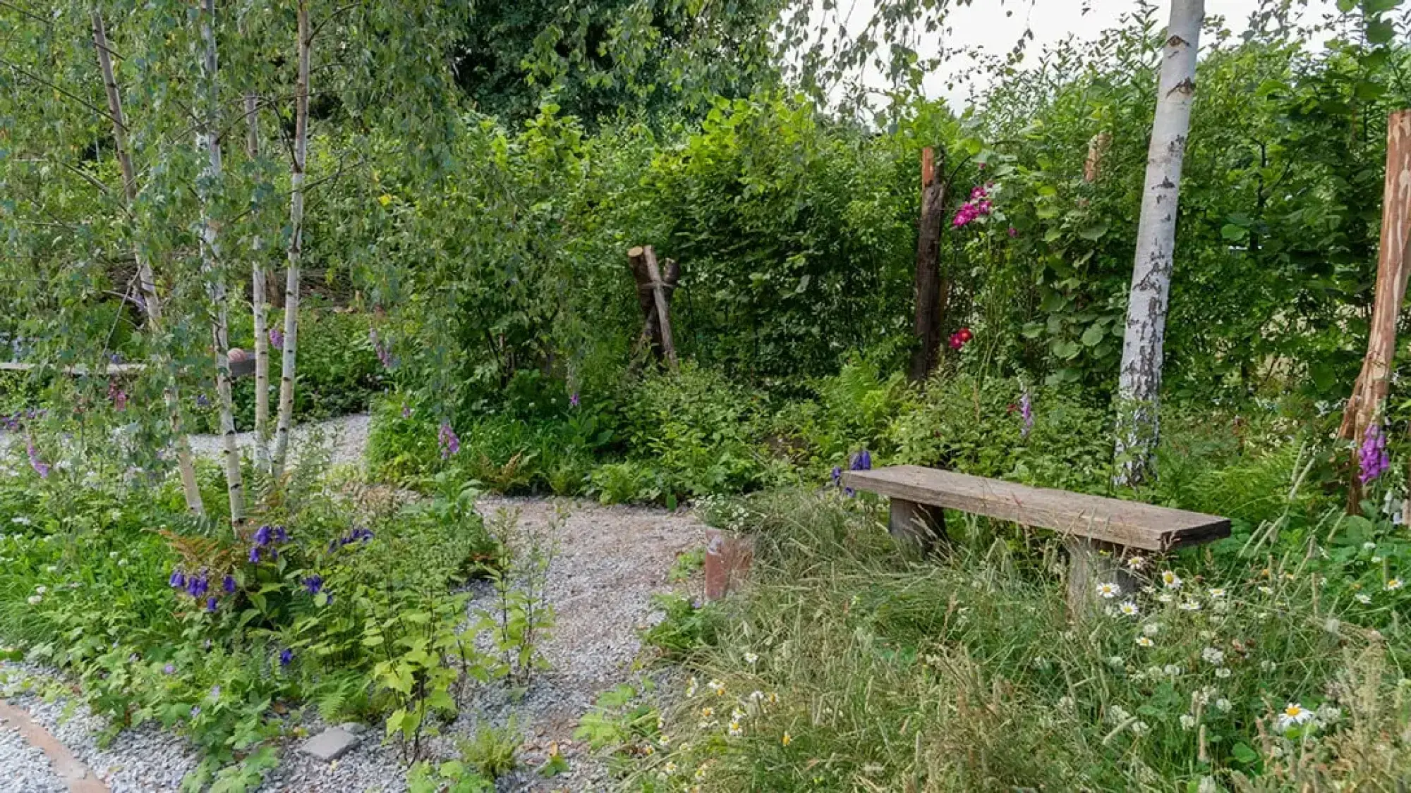 A naturalistic wildlife garden with a winding gravel path, silver birch trees, mixed native planting, a rustic wooden bench, and flowering foxgloves and bellflowers.