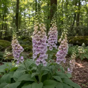 Digitalis purpurea 'Excelsior Group'