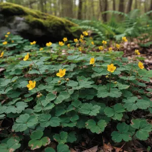 Waldsteinia ternata