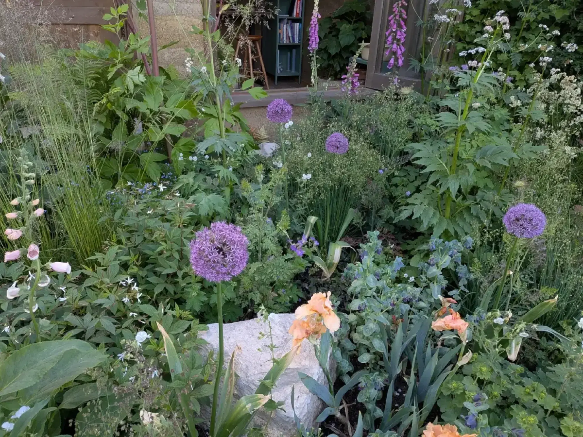 A dense garden with purple alliums, foxgloves, and peach irises, featuring a large stone and a glimpse of a bookshelf through a window.