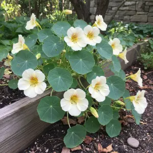 Tropaeolum majus 'Milk Maid'