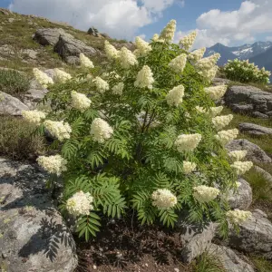 Sorbaria aitchisonii