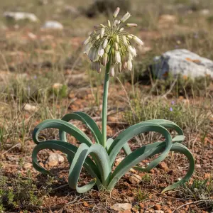 Allium siculum