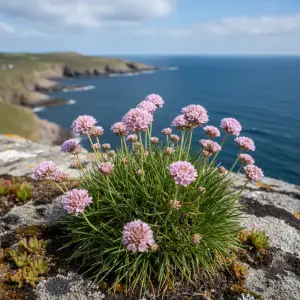 Armeria maritima