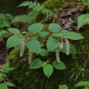 Boehmeria japonica var. tenera