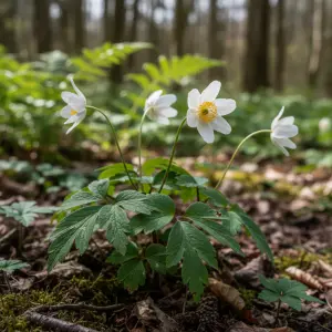 Anemone sylvestris