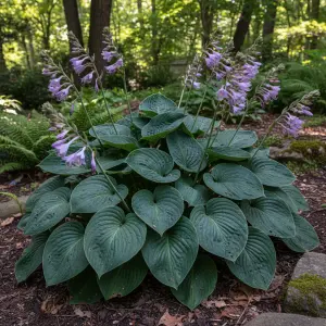 Hosta 'Purple Heart'