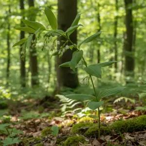 Polygonatum verticillatum