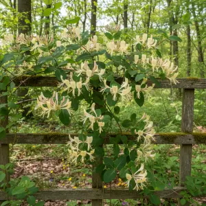 Lonicera 'Scentsation'