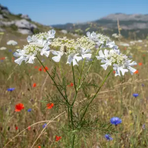 Orlaya grandiflora