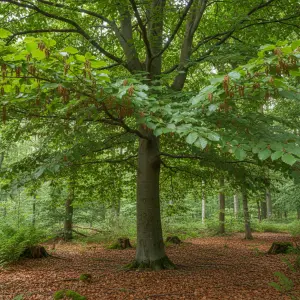 Fagus sylvatica