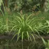 Carex muskingumensis