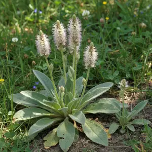 Plantago media