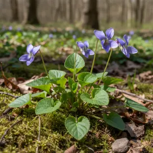 Viola riviniana
