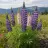 Lupinus spp.