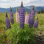 Lupinus spp.