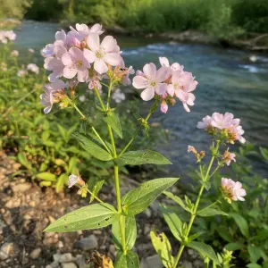 Saponaria officinalis