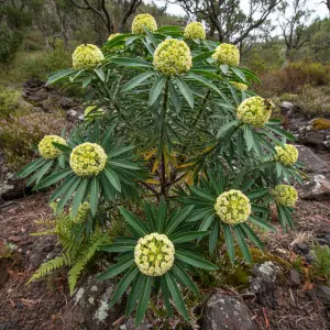 Euphorbia mellifera