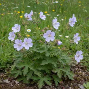 Geranium pratense 'Mrs Kendall Clark'