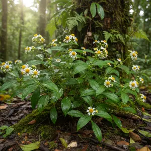 Celetum bellidiforme
