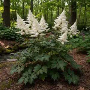 Astilbe arendsii 'Washington'