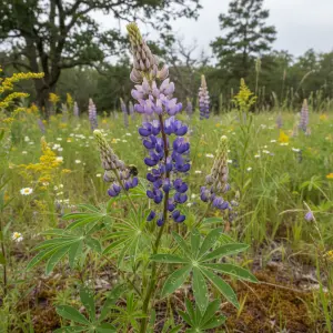 Lupinus perennis