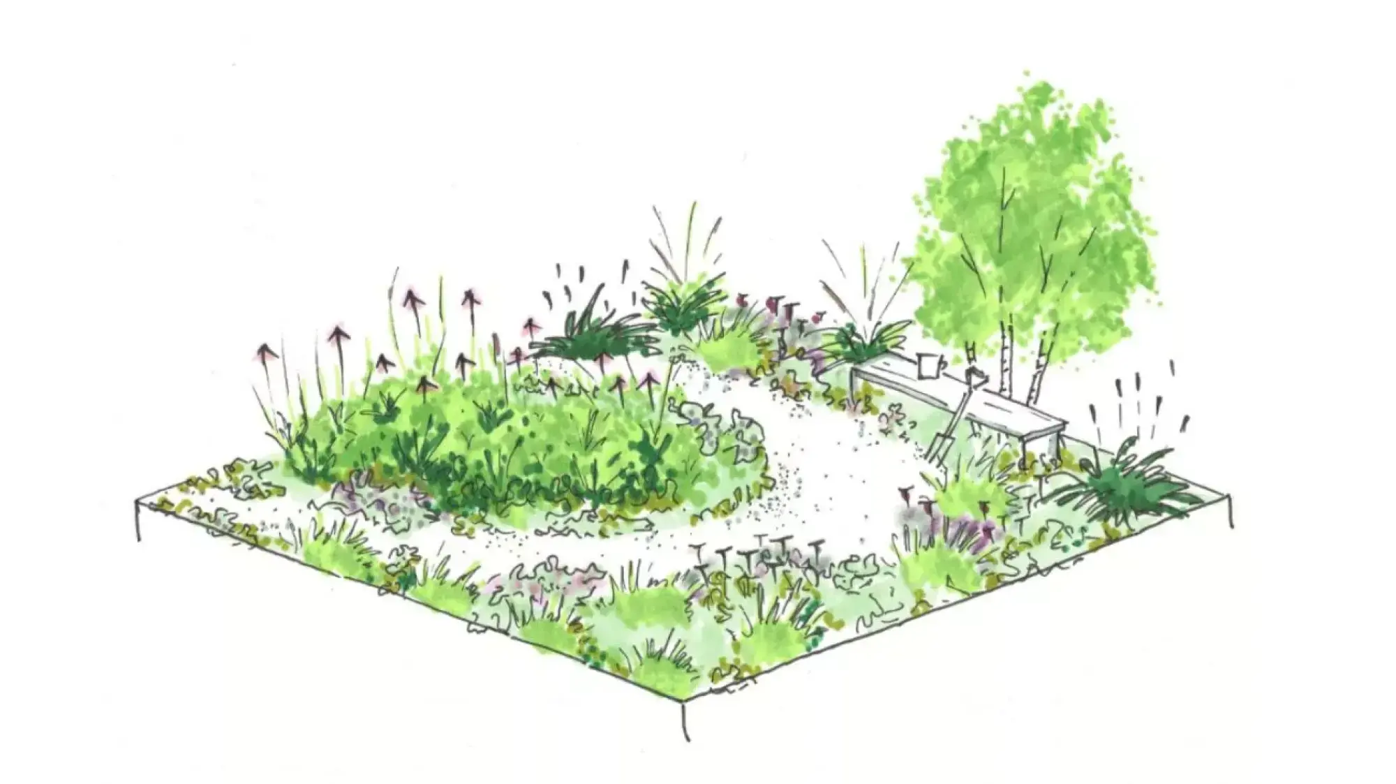 A beautiful border garden sketch with a winding path, wooden bench, gardening tools, silver birch trees, and lush green and purple plants.
