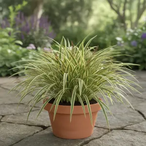 Carex oshimensis 'Everlime'