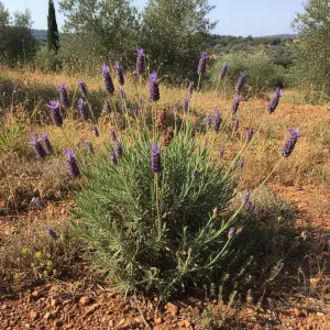 Lavandula angustifolia 'Munstead'