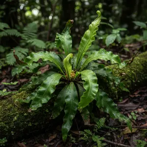 Asplenium antiquum 'Hurricane'