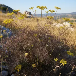 Foeniculum vulgare 'Bronze Form'