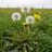 Taraxacum officinale